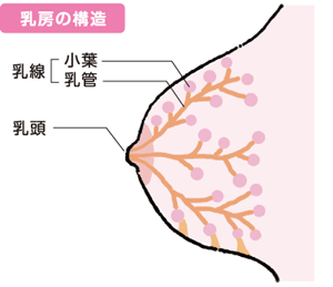 乳房の構造のイラスト